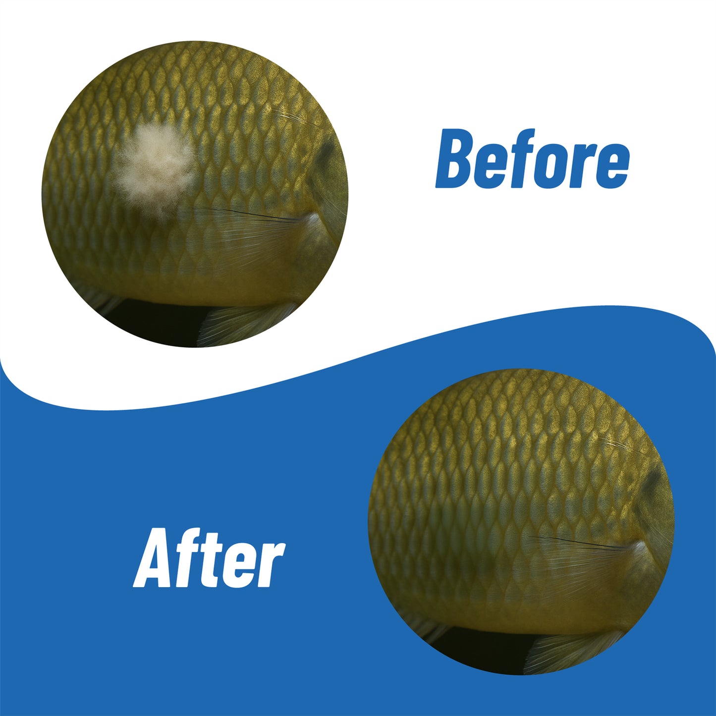 BANISH FUNGUS & BACTERIA POND KOI FISH TREATMENT for DISEASE INFECTION MEDICINE